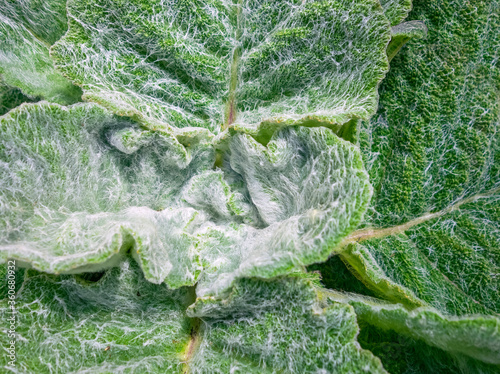 felty leaves closeup photo