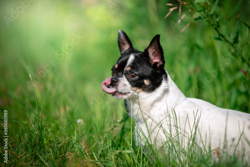 A small Chihuahua dog. Summer, sun, meadow. © Евгения Шихалеева