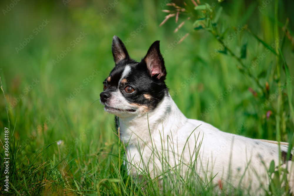 A small Chihuahua dog. Summer, sun, meadow.