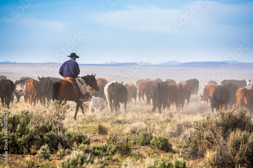 Obraz na plátně A cowboy on his horse moving cattle to an adjacent desert pasture on the ZX Ranch near Silver Lake