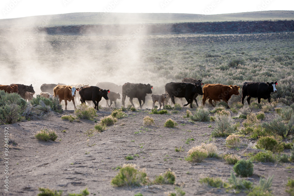 Cattle are being moved to an adjacent pasture in the Silver Lake desert country, Oregon.