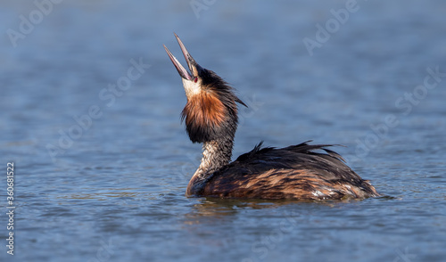 Great Crested Grebe 