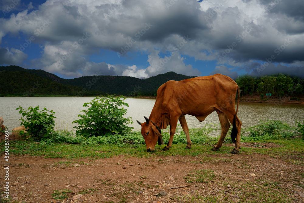 Cow stand to eat grass by the lake Cow stand to eat grass by the lake