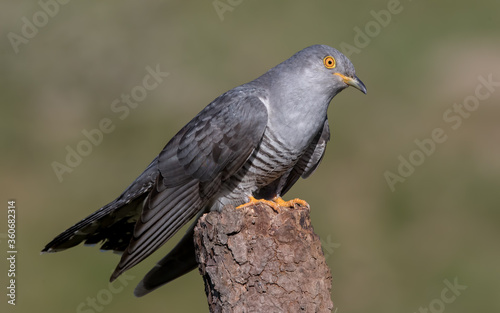 Cuckoo Perched