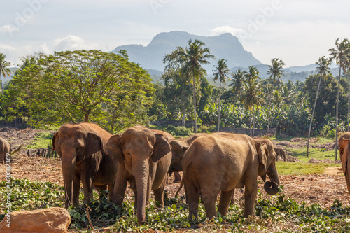 Sticker Elephant herd made up of female elephants and juvenile elephants grazing and enjoying the beautiful whether