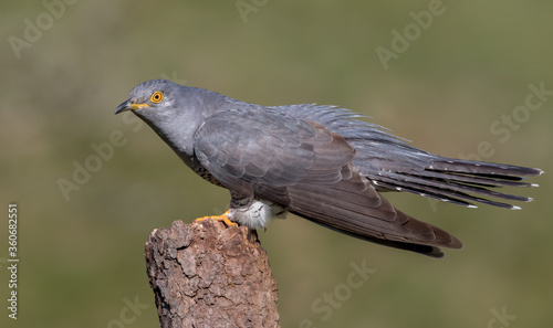 Cuckoo © Simon Stobart