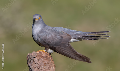 Cuckoo Perched © Simon Stobart