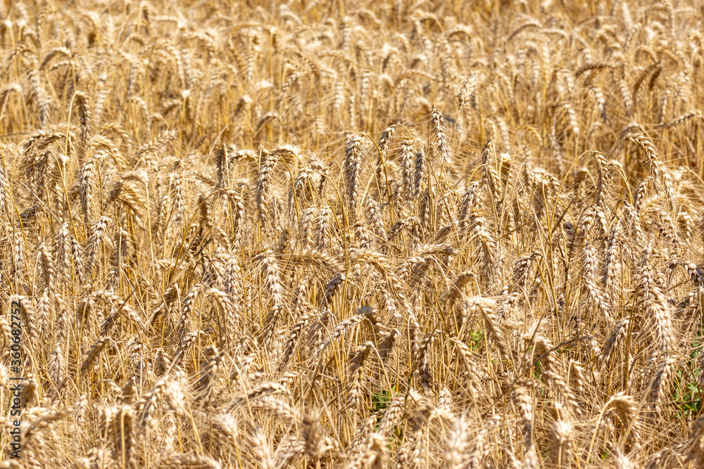 Wheat field in the Tuscan countryside Italy Wheat field in the Tuscan countryside Italy