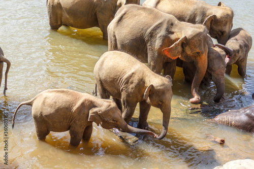Canvas Print Large group of elephants having a splash in a rive to cool down from extreme heat wave