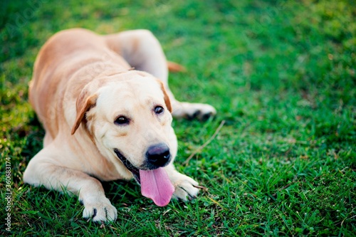 labrador puppy on the grass