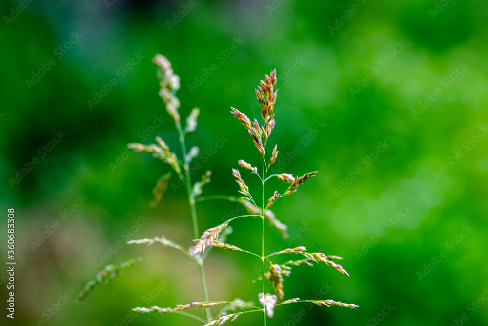 Grass Grass