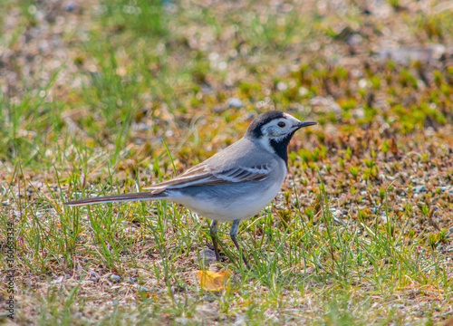 White Wagtail on a Grassy Ground. This white wagtail flew to the ground to find some food like worms. © Jemelee Alvear