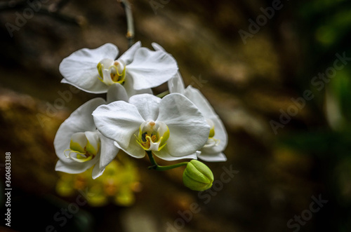 White Orchid