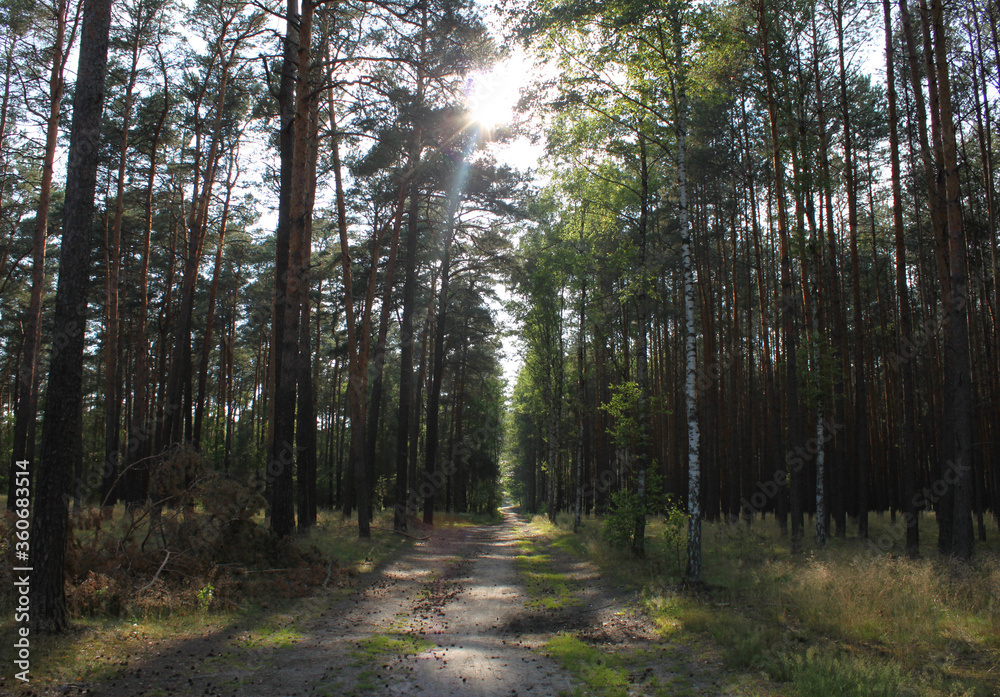 Fototapeta premium Słońce przedzierające się przez drzewa.