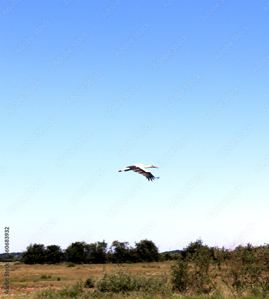 fischreier,vogel,flug, wiese,grün fischreier,vogel,flug, wiese,grün