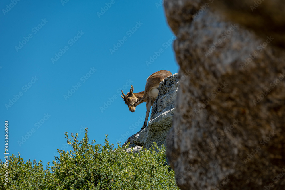 Fototapeta premium Spanish ibex in El Torcal Antequera Spain