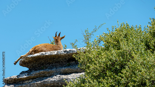 Spanish ibex in El Torcal Antequera Spain