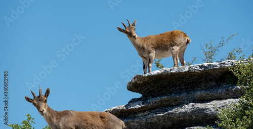 Spanish ibex in El Torcal Antequera Spain