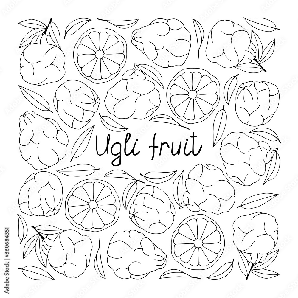 Ugli fruit lettering. Hand drawn poster. Coloring page. Stock vector ...