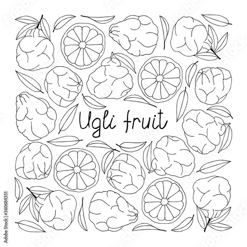 Ugli fruit lettering. Hand drawn poster. Coloring page. Stock vector illustration.