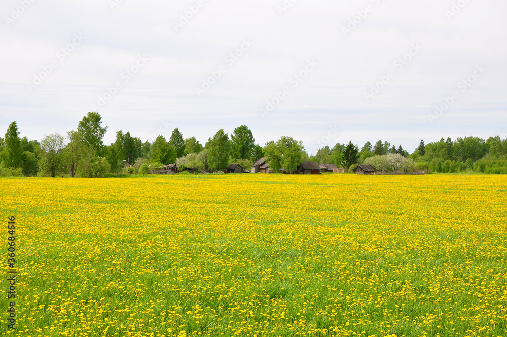 A field with dandelions and a Russian village. Central part of Russia