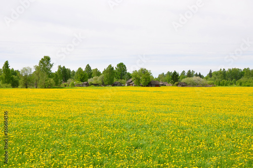 A field with dandelions and a Russian village. Central part of Russia