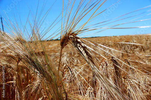 golden barley