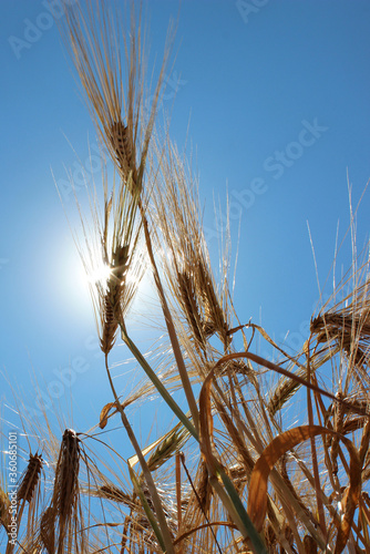 golden barley