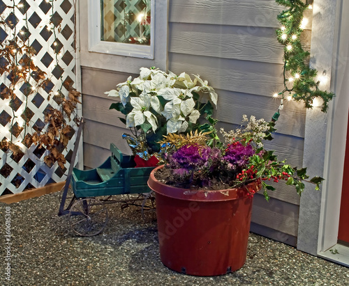 Holiday porch scene is welcoming to all.   It was a white poinsettia plant, winter cabbage potted plant and sled.  Taken at night with Christmas lights on.
