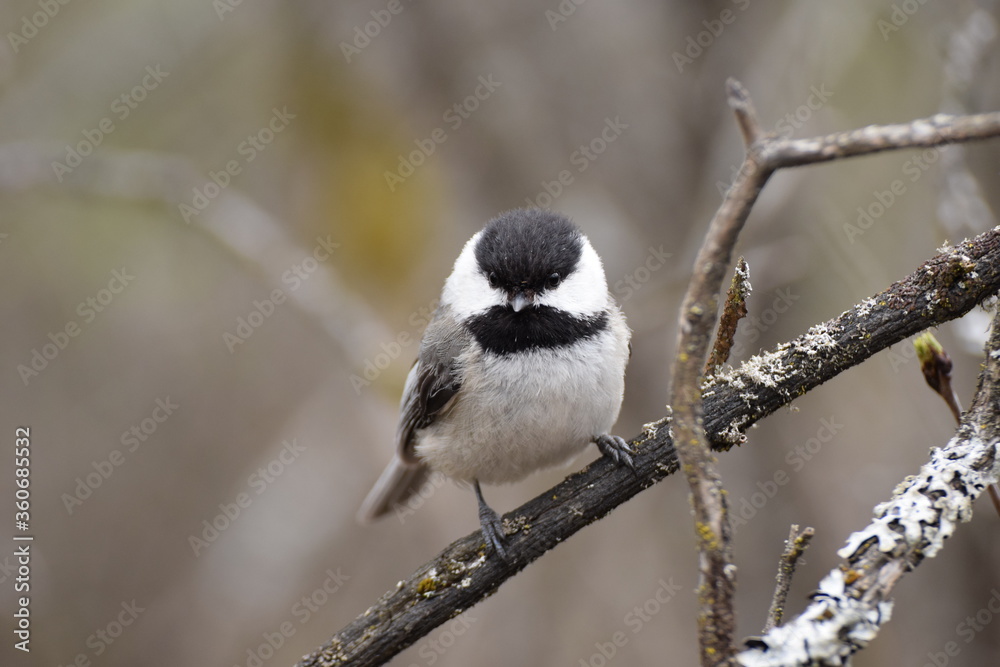 Fototapeta premium chickadee
