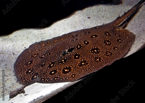 This leopard patterned stingray fish is lying on the bottom of an aquarium, beautiful specimen.