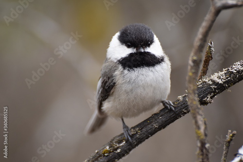 chickadee © Andras