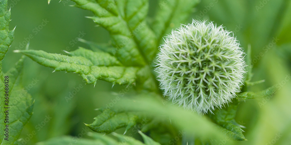beautiful wild plant echinops with a flower of an unusual spherical shape beautiful wild plant echinops with a flower of an unusual spherical shape