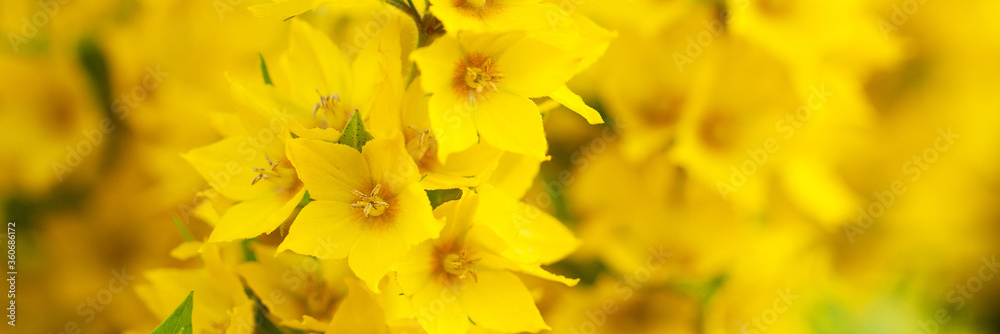 background of bright yellow flowers of a loosestrife background of bright yellow flowers of a loosestrife