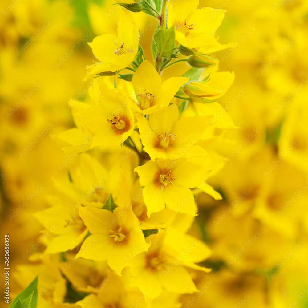 background of delicate yellow flowers of loosestrife