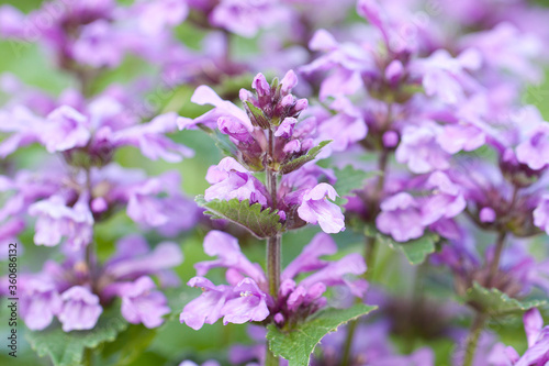 bright nepeta cataria flowers growing in the summer field