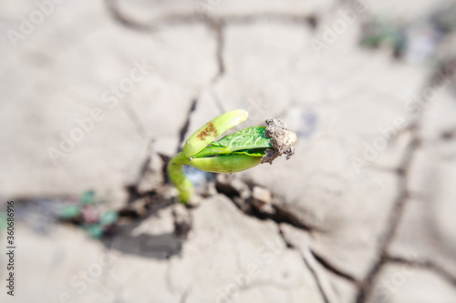 Macro of bean germ  over soil background