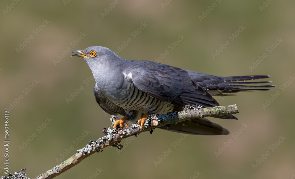 Cuckoo Cuckoo