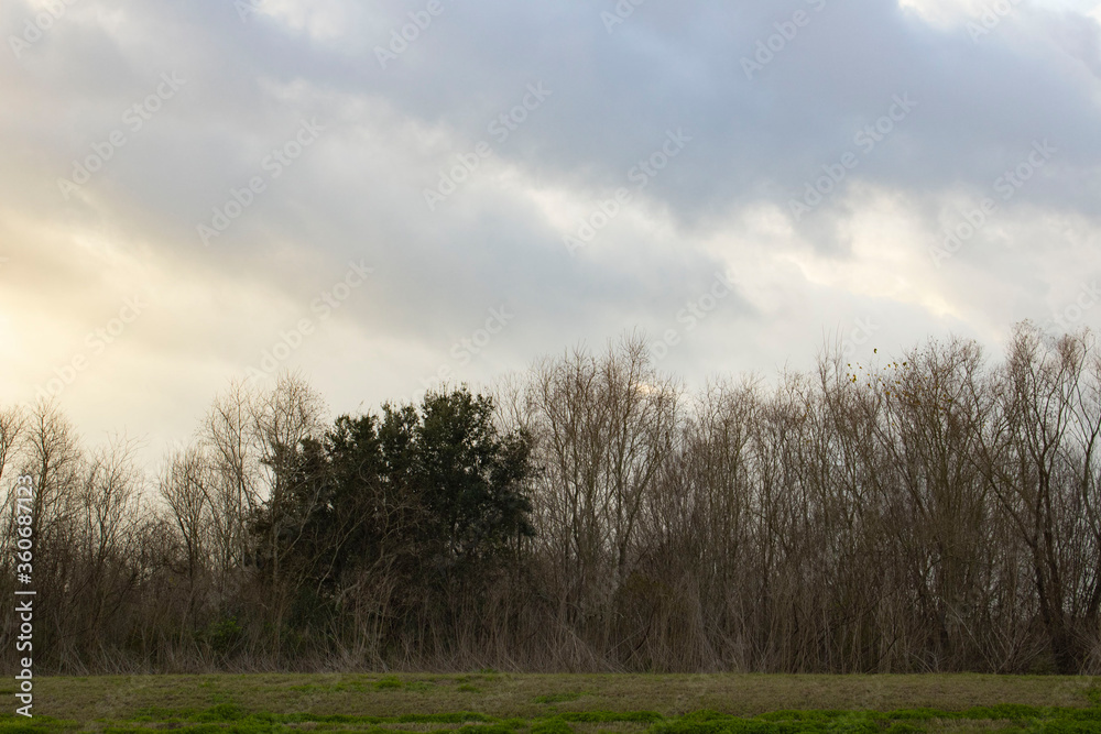 Obraz premium trees in the field