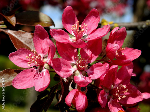 wczesna wiosna kolorowe kwiaty drzew owocowych nasadzanych w parkach ogrodach i skwerach w miescie bialystok na podlasiu w polsce