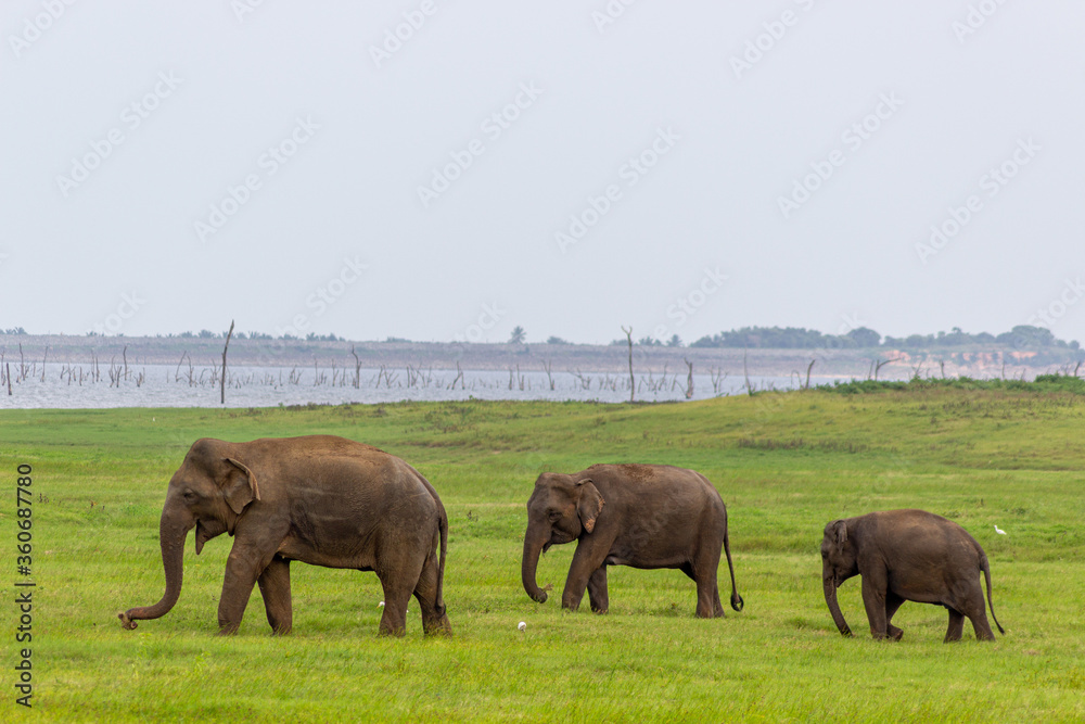 Two Baby elephants with mother and savanna birds on a green field relaxing. Concept of animal care, travel and wildlife observation. Two Baby elephants with mother and savanna birds on a green field relaxing. Concept of animal care, travel and wildlife observation.
