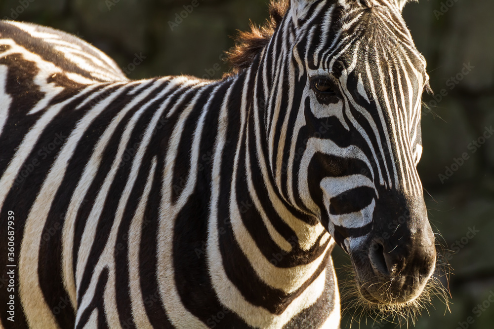 zebra close up zebra close up