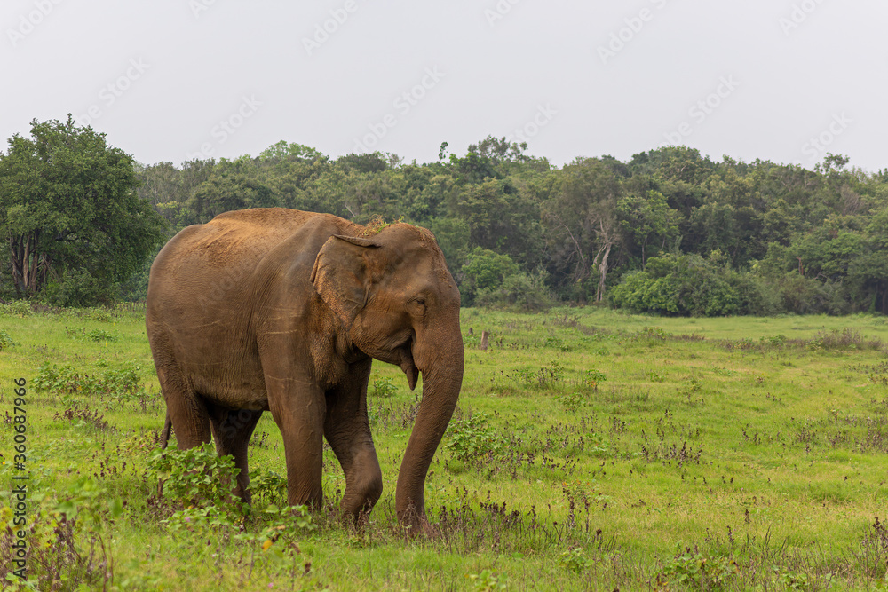 Elephant on a green field relaxing. Concept of animal care, travel and wildlife observation.