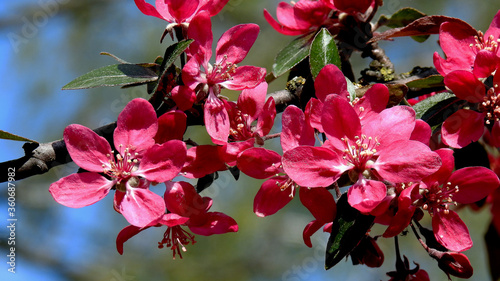 wczesna wiosna kolorowe kwiaty drzew owocowych nasadzanych w parkach ogrodach i skwerach w miescie bialystok na podlasiu w polsce © Jacek Sakowicz