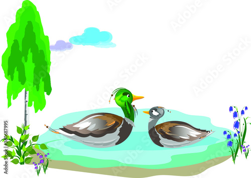Two beautiful birds - a drake and a duck - swim in the lake near the birch and flowers. Vector illustration for design.