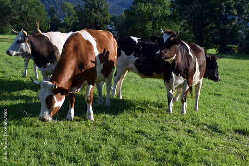 Schwarzwaldkühe im Dreisamtal