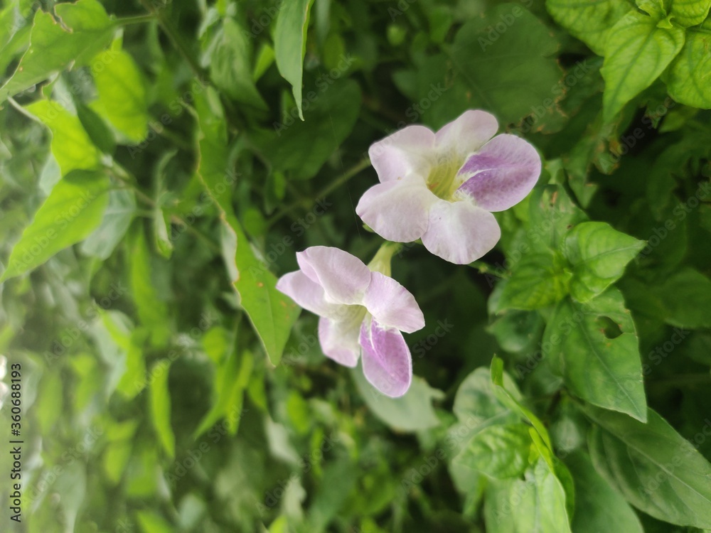 Photo of purple Ganges Primrose flower, Ganges River asystacia, Creeping foxglove and green leaves in a garden, Close up Photo of purple Ganges Primrose flower, Ganges River asystacia, Creeping foxglove and green leaves in a garden, Close up