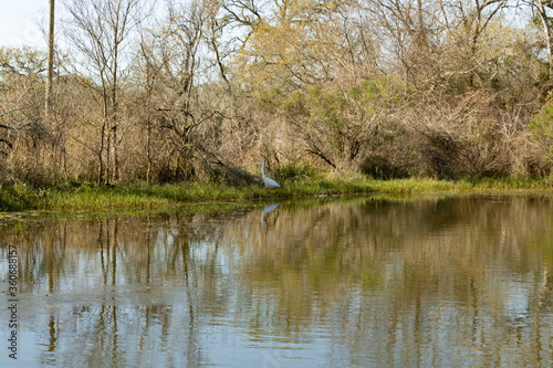 reeds in the lake