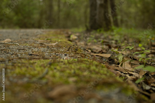 path in the woods © Courtlyn