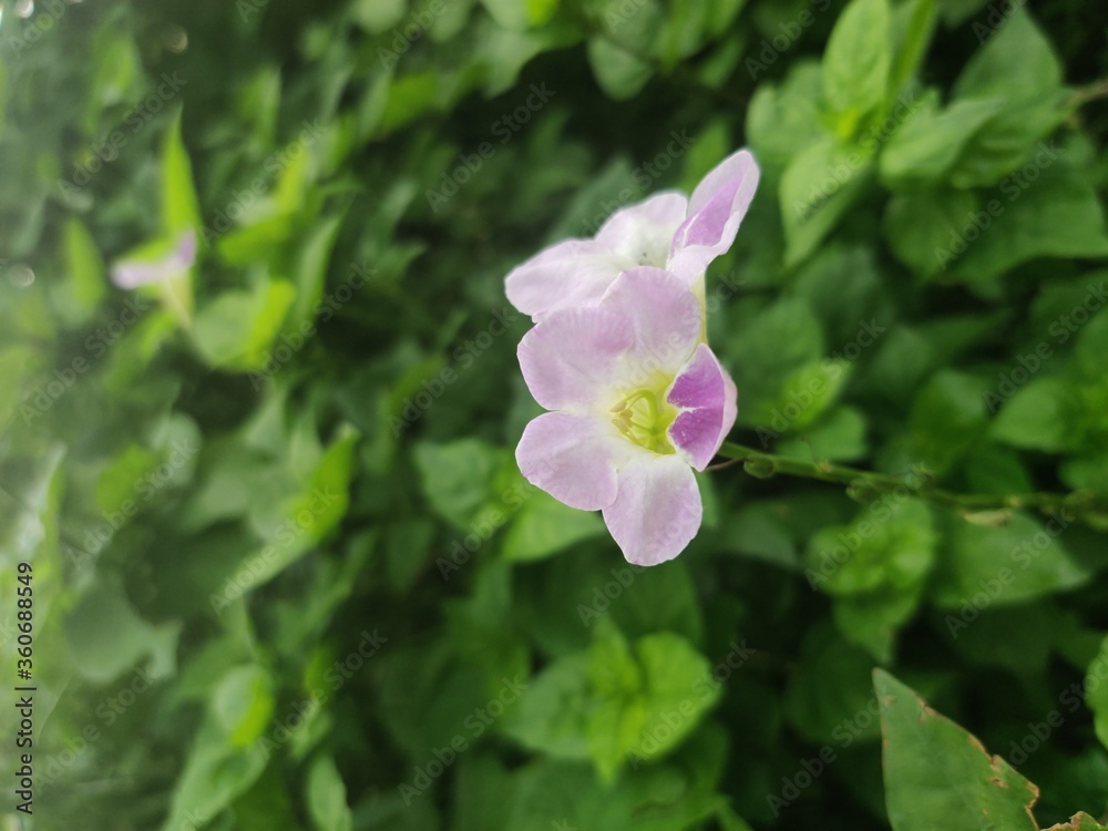 Photo of purple Ganges Primrose flower, Ganges River asystacia, Creeping foxglove and green leaves in a garden, Close up Photo of purple Ganges Primrose flower, Ganges River asystacia, Creeping foxglove and green leaves in a garden, Close up
